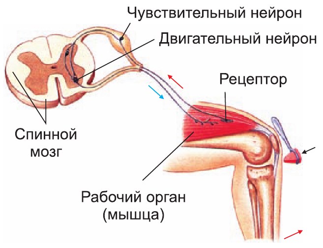 Схема рефлекторной дуги коленного рефлекса с обозначениями