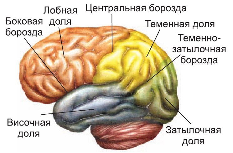 Строение и значение больших полушарий головногомозга