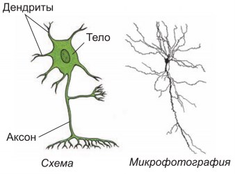 Короткий и сильно ветвится. Рисунок роста дендритов. Клетки нервной ткани расположены рыхло между ними.
