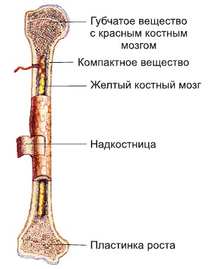 Функции костного мозга в трубчатой кости. Строение кости человека надкостница. Жёлтый костный мозг в трубчатой кости. Трубчатая кость надкостница. Строение кости надкостница компактное и губчатое вещество.