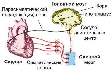 Нервная регуляция работы сердца