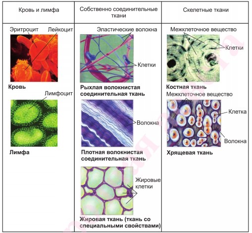 Различных тканях организма. Классификация тканей внутренней среды. Ткани внутренней среды строение. Ткани внутренней среды гистология. Классификация тканей внутренней среды гистология.