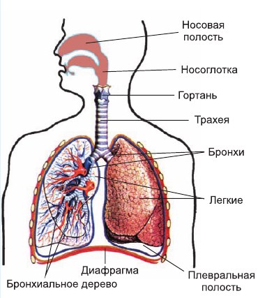 Носоглотка бронхи гортань носовая полость легкие трахея. Воздухоносные пути дыхательной системы. Дыхательная система состоит из воздухоносных путей и легких. Дыхательная система схема воздухоносные пути. Строение воздухоносных путей дыхательной системы.