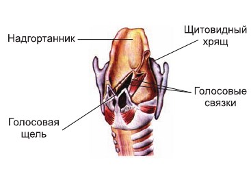 Надгортанник хрящ. Лепесток надгортанника. Надгортанник вид спереди. Щитовидный хрящ и надгортанник впервые появляются.