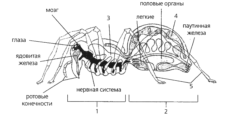 Внутреннее строение рисунок. Схема внутреннего строения паука. Внутреннее строение паука крестовика биология 7. Схема внутреннего строения паука крестовика. Внутреннее строение паукообразных схема.