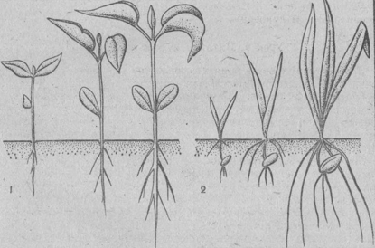 Даны в случайном порядке рисунки прорастания фасоли и зерна ячменя