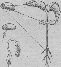 Сравните части семени и проростка покажите стрелками на схеме из каких частей семени развились