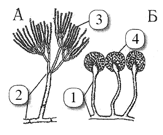 Какой организм изображен на рисунке шляпочный гриб дрожжи пеницилл сморчок