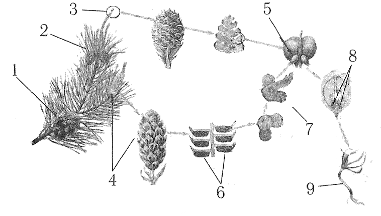Хвойные егэ. Жизненный цикл голосеменных растений сосна. Жизненный цикл шишки сосны. Цикл развития голосеменных схема. Цикл развития сосны гаметофиты.