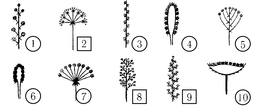 Тест по теме соцветие биология 6 класс. Схемы соцветий 6 класс биология. Схема соцветия растения биология 6 класс. Соцветия без подписей 6 класс. Схема типов соцветий.